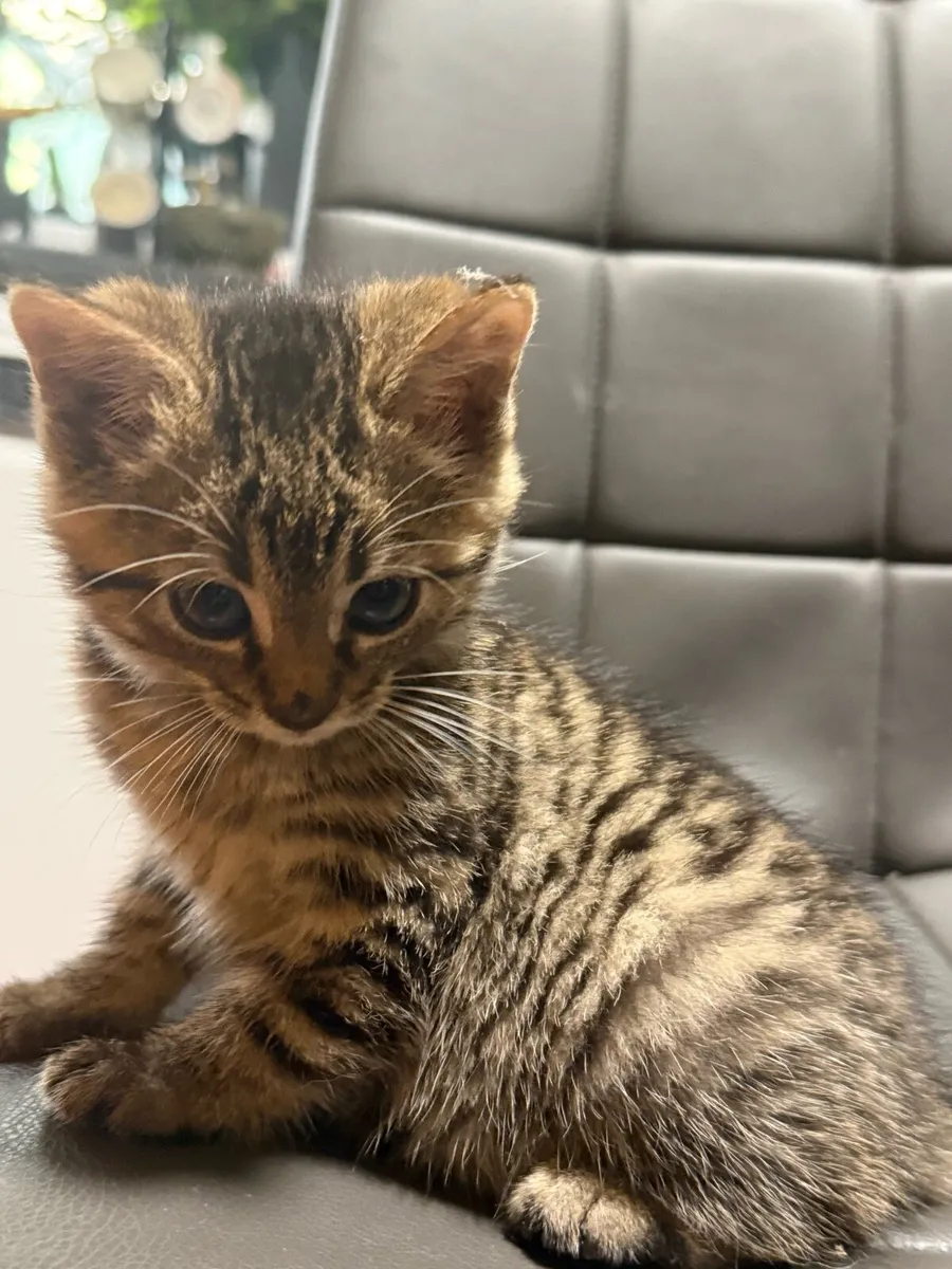 Kitten - Image 2
