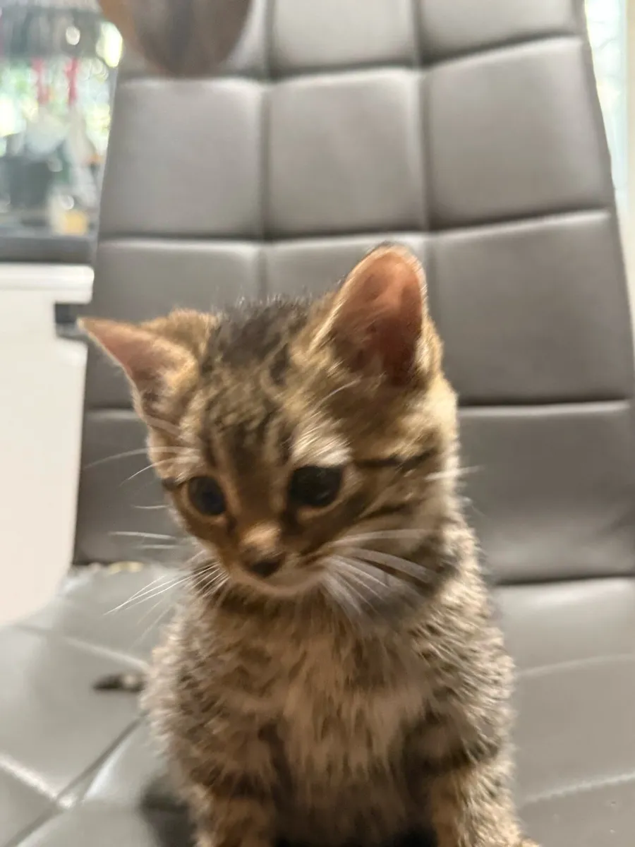 Kitten - Image 3