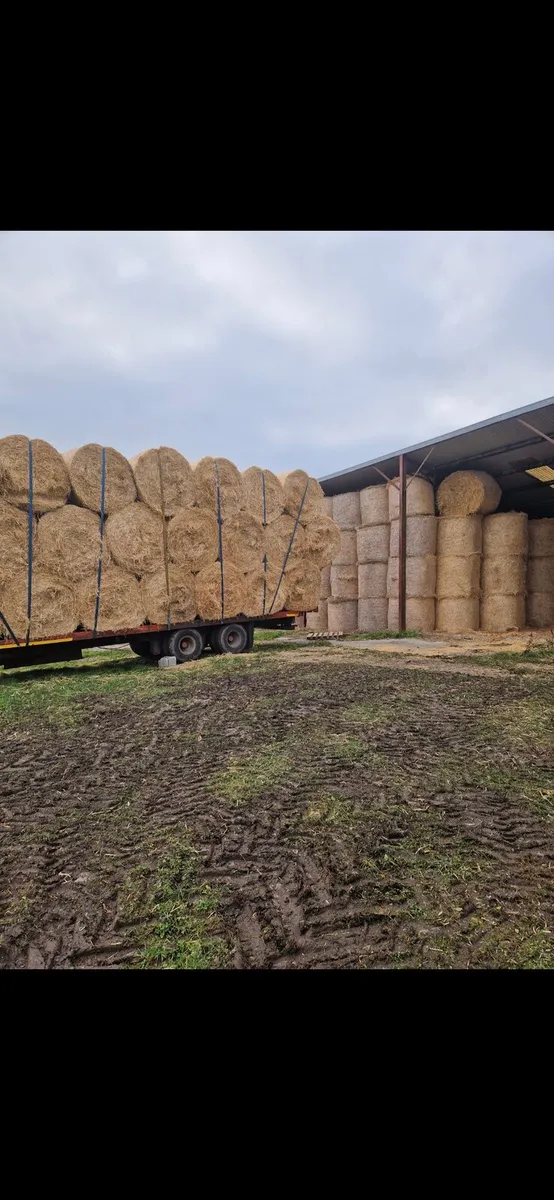 Barley Straw - Image 1