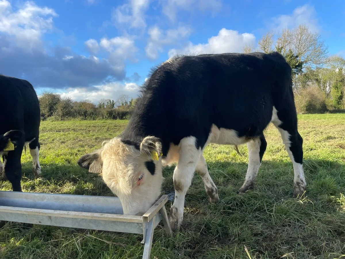 Hereford Weanlings - Image 1