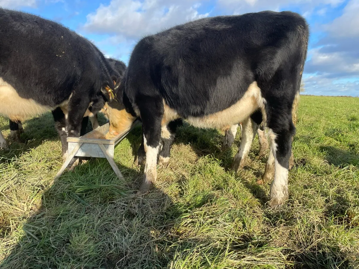 Hereford Weanlings - Image 2