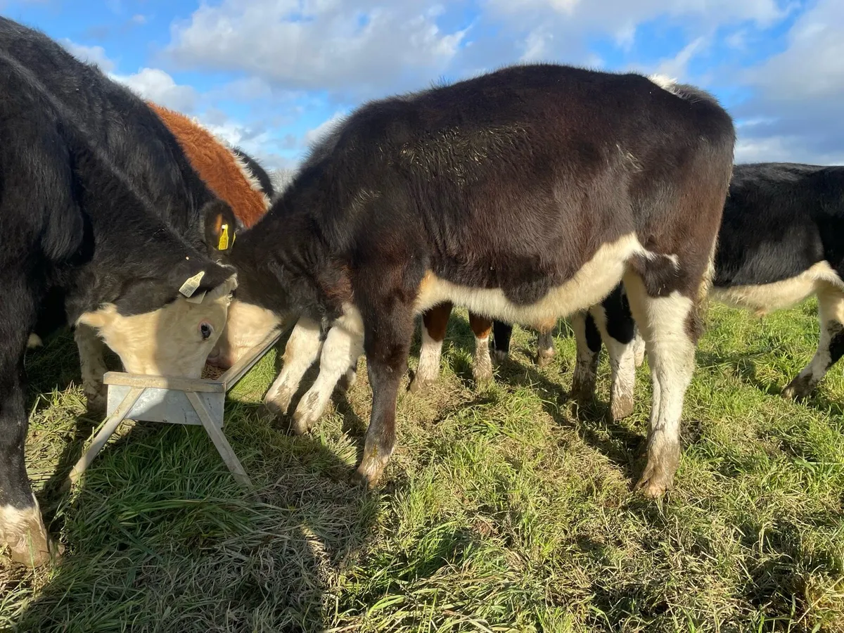 Hereford Weanlings - Image 3