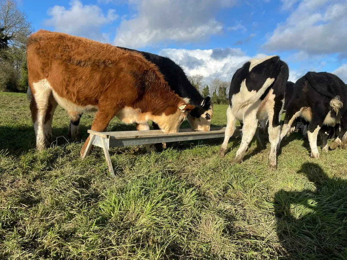 Hereford Weanlings - Image 4