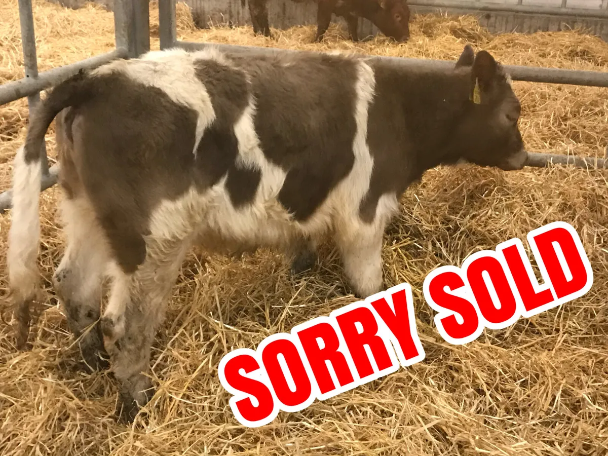 2 Cheap Heifers @ Leinster Livestock - Image 1