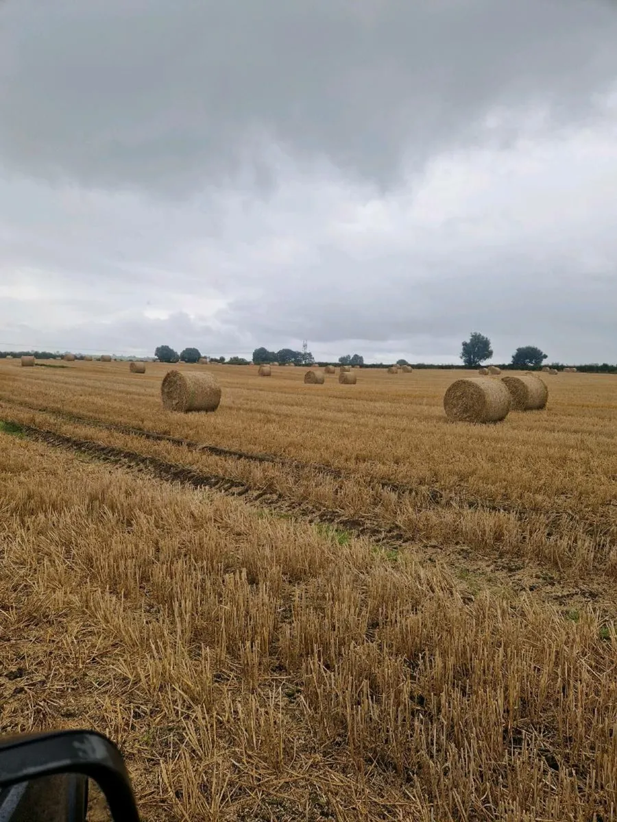 Barley Straw - Image 2