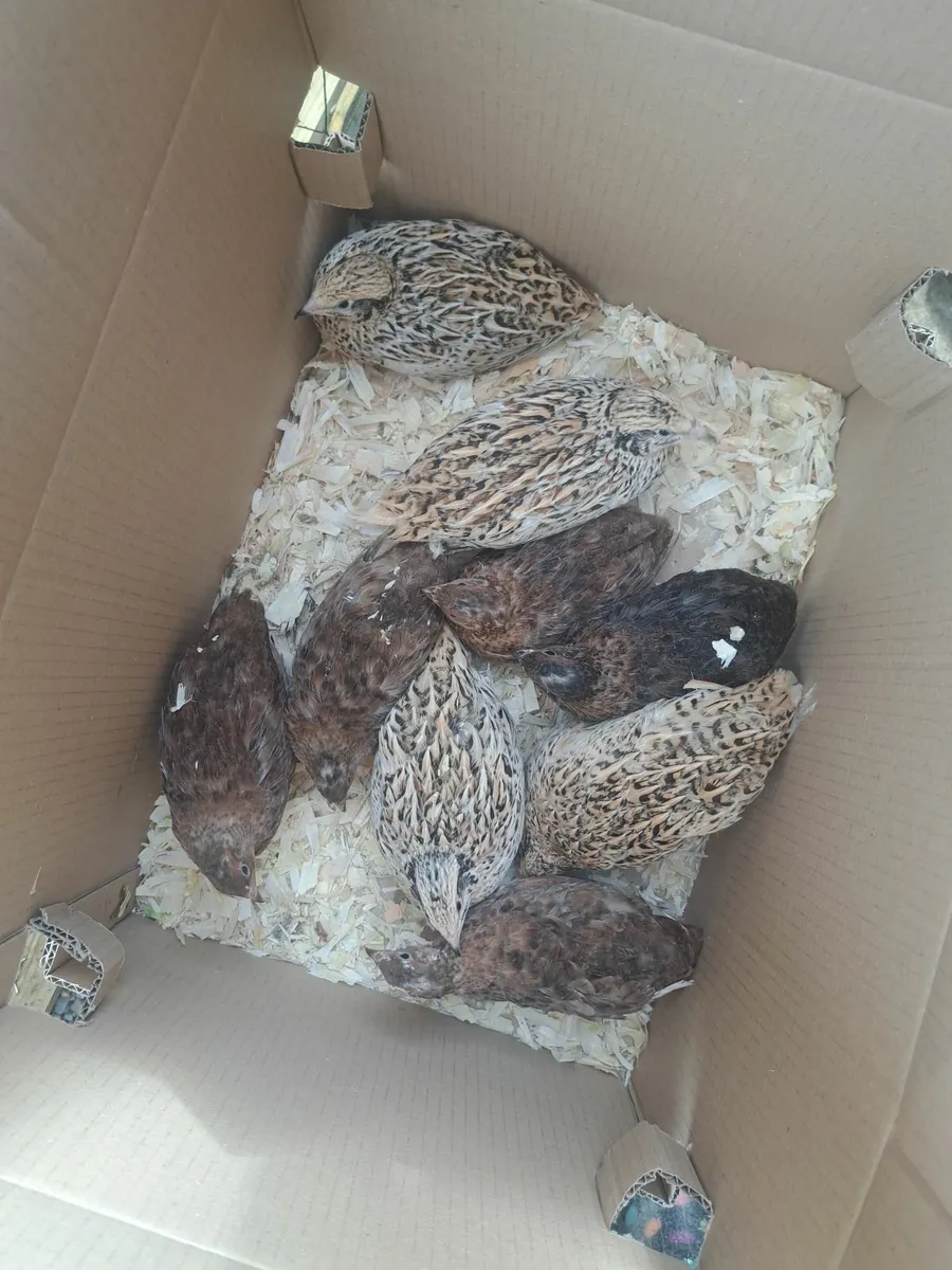 Quail and polish chicks for salr