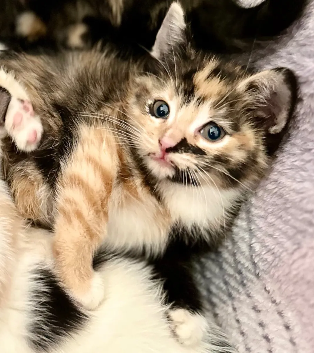 Beautiful calico girl kittens Clonakilty - Image 1