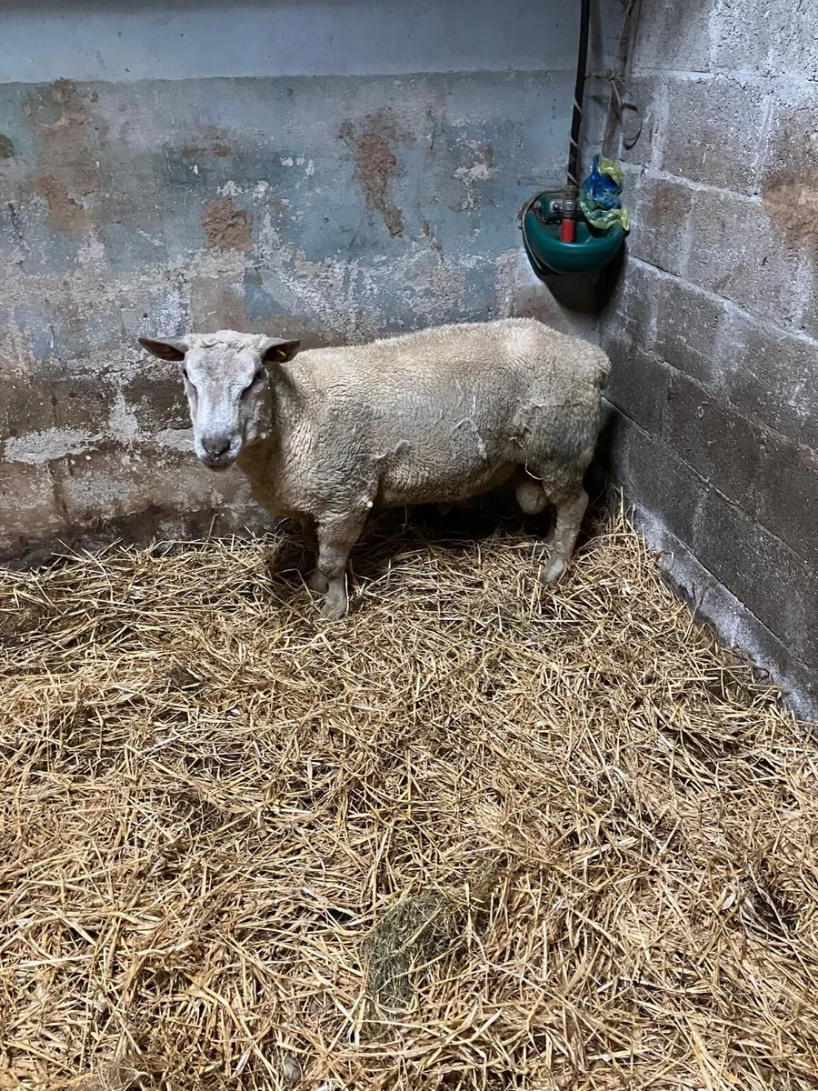 Pedigree Charollais Ram - Image 1
