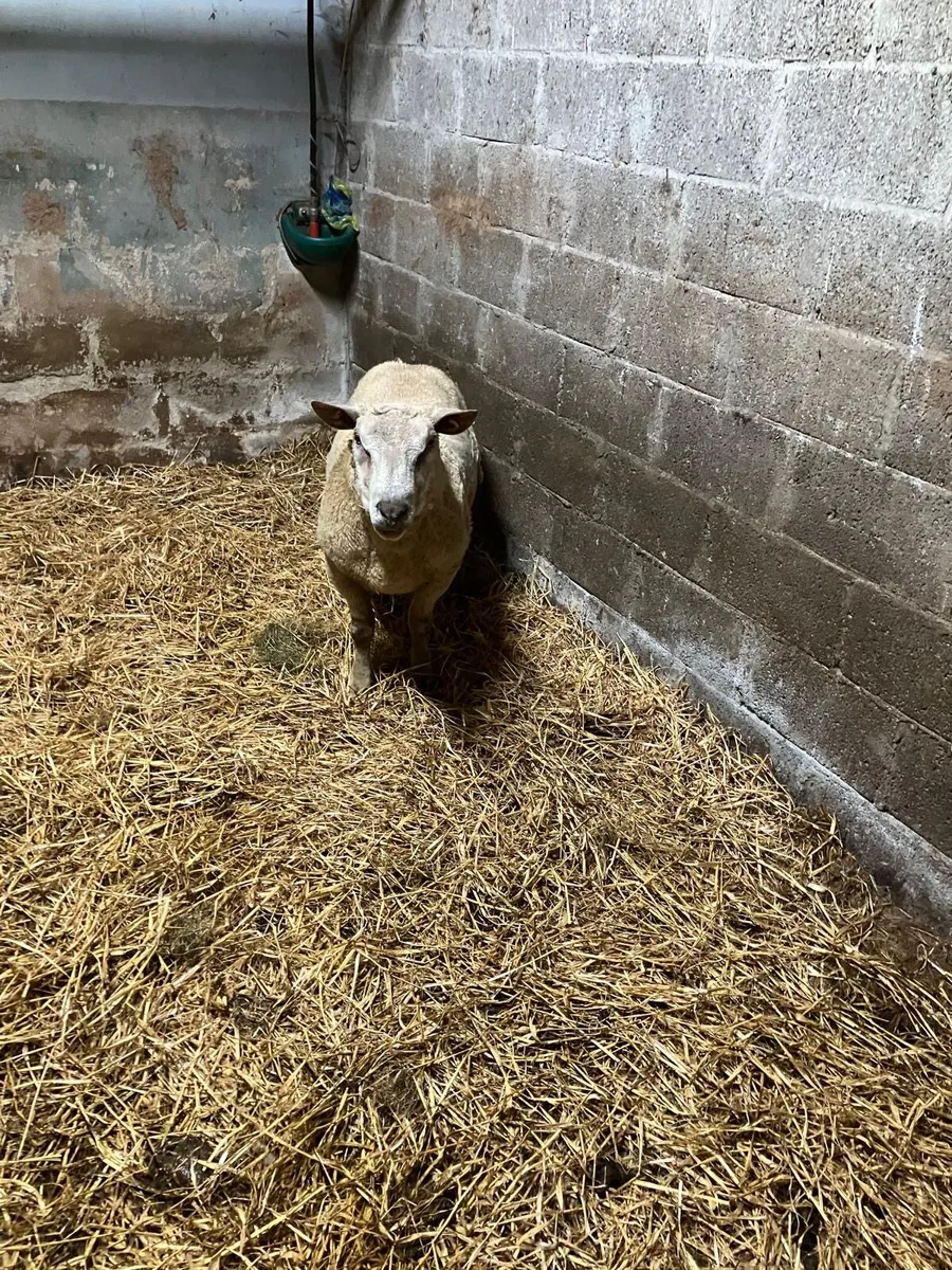 Pedigree Charollais Ram - Image 3