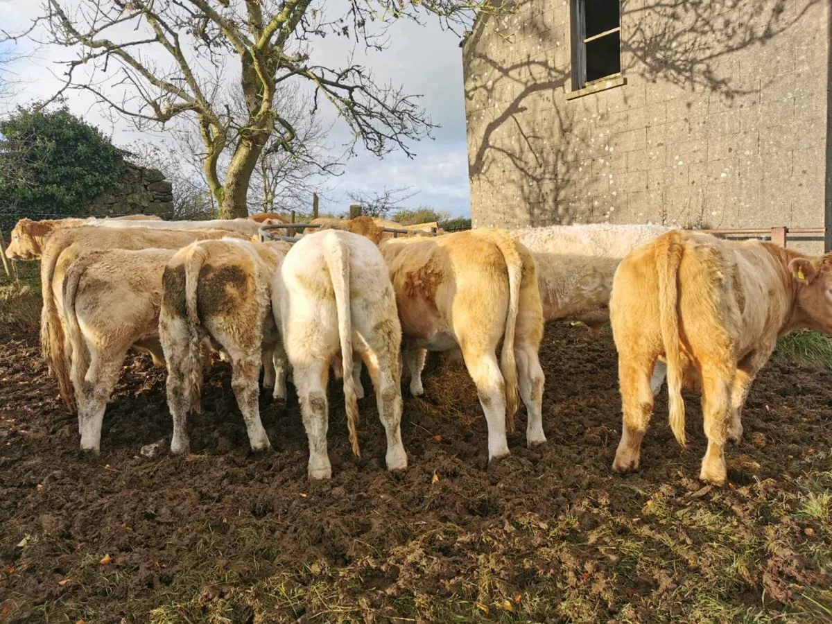 Forward store bullocks - Image 1