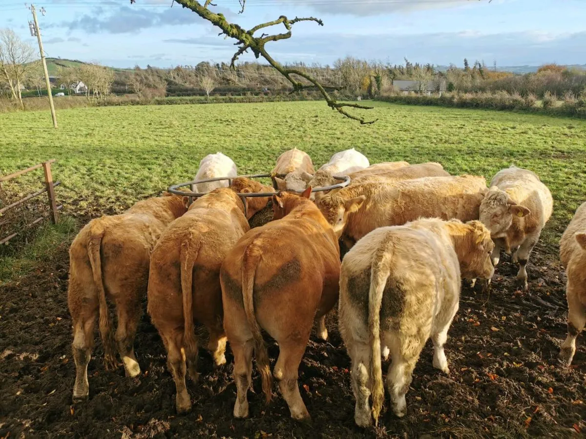 Forward store bullocks - Image 2