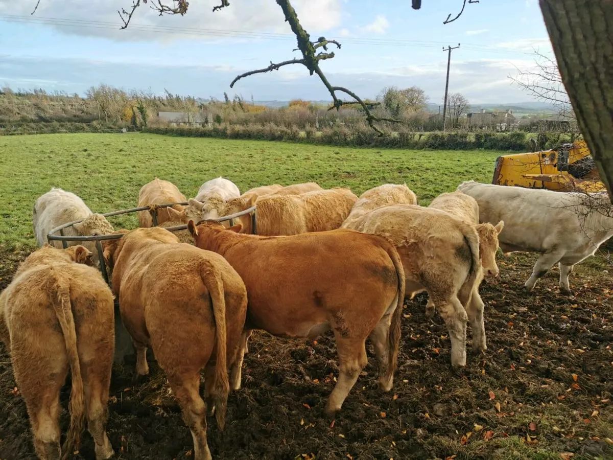 Forward store bullocks - Image 3