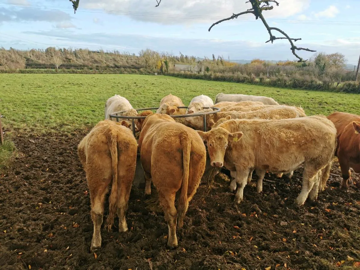 Forward store bullocks - Image 4