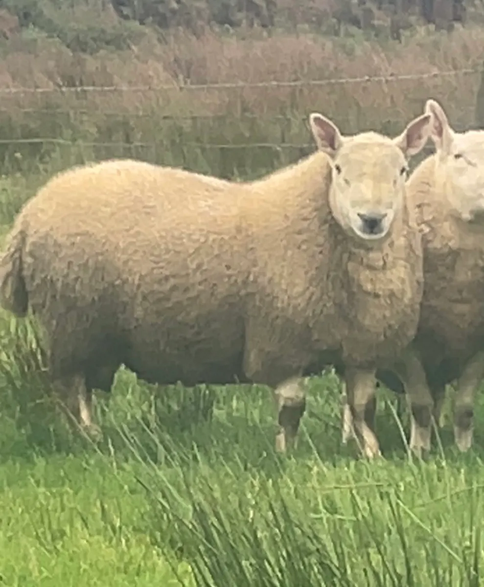 North country Cheviot rams - Image 1