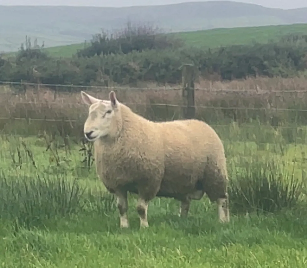 North country Cheviot rams - Image 2