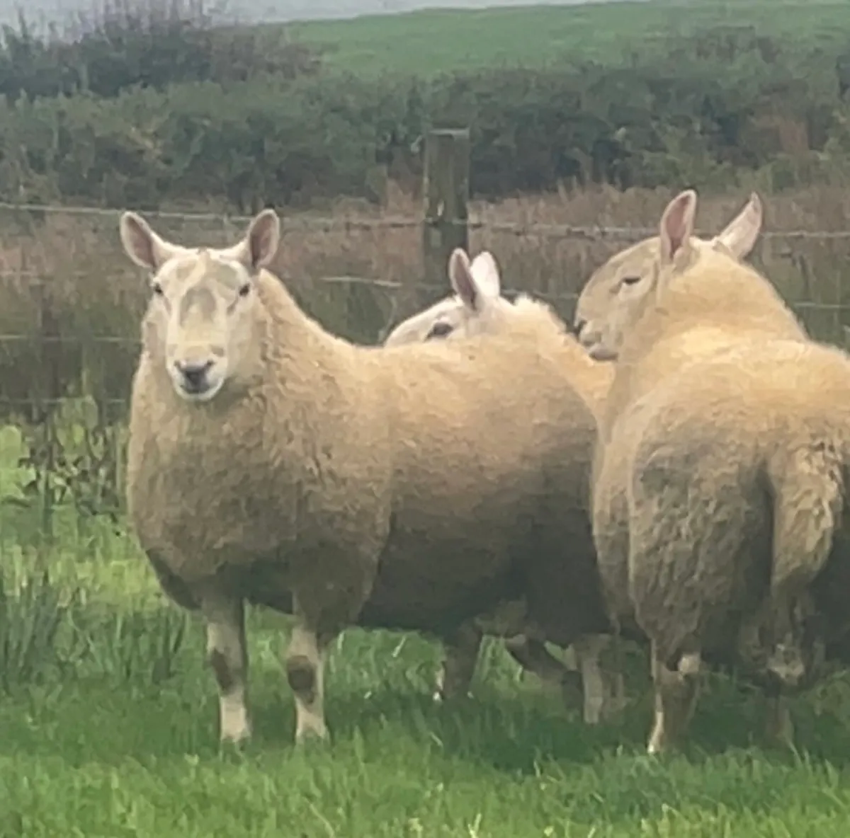 North country Cheviot rams - Image 3