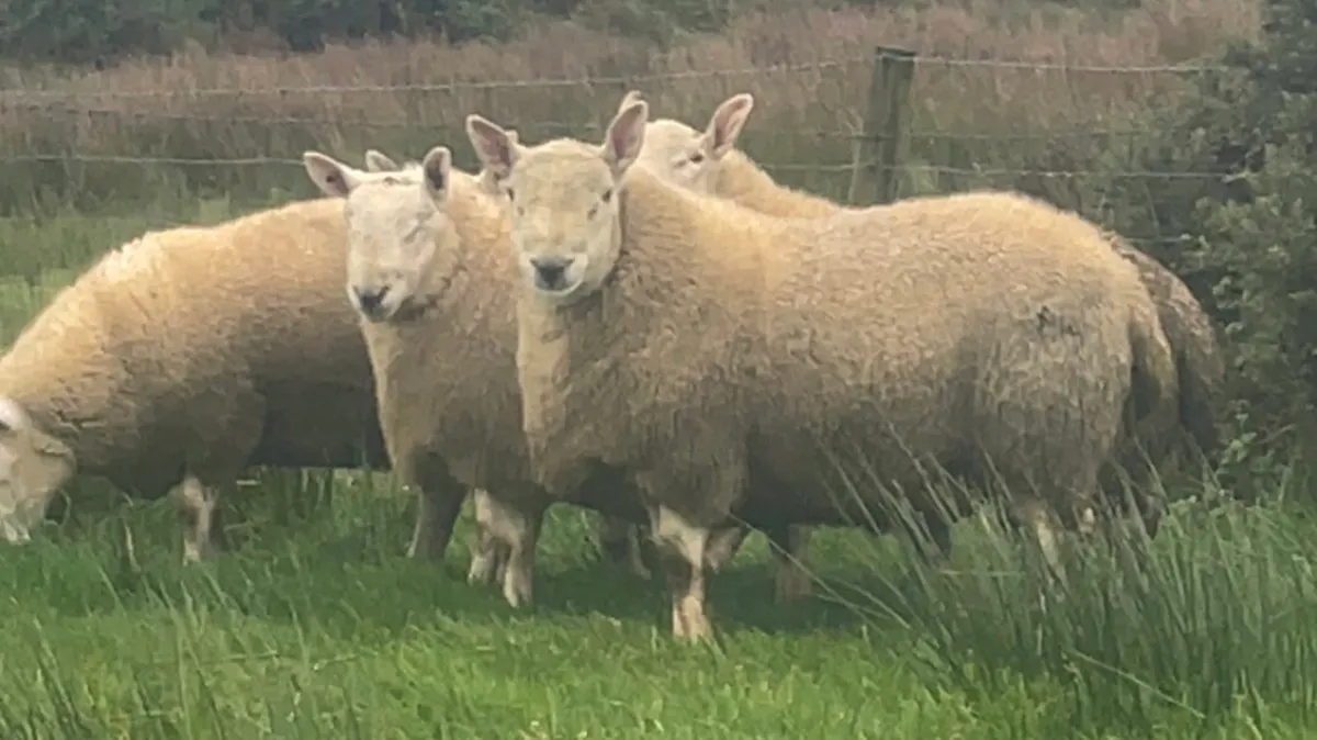 North country Cheviot rams - Image 4