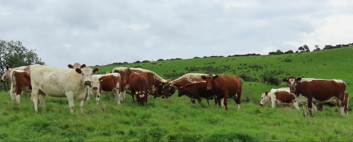 Pedigree Irish Moiled cattle