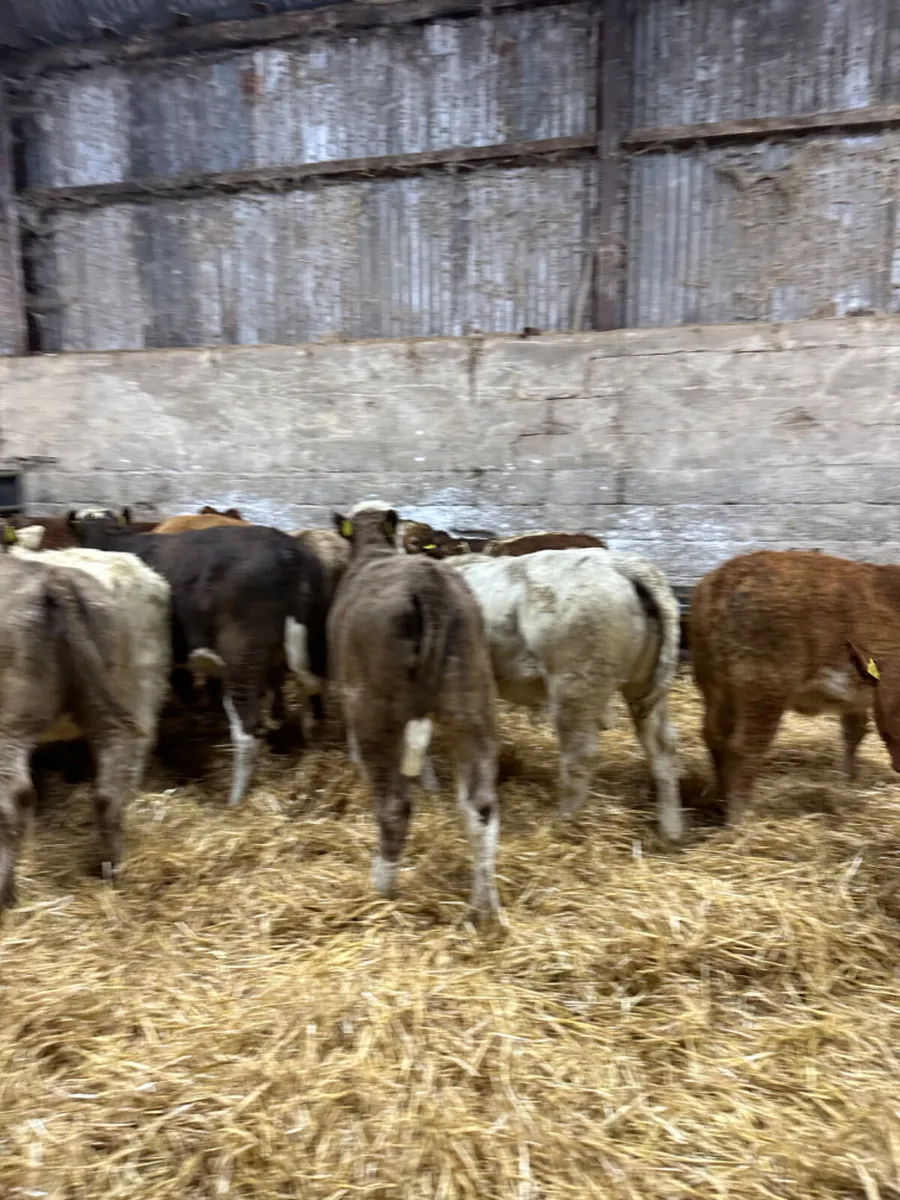 Charolais lim and Simmental heifers - Image 1