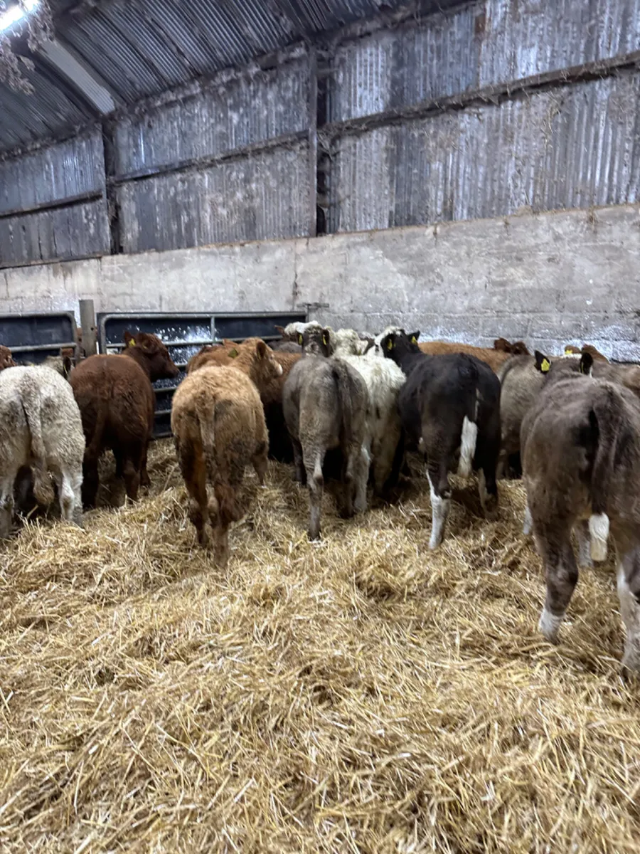 Charolais lim and Simmental heifers - Image 3