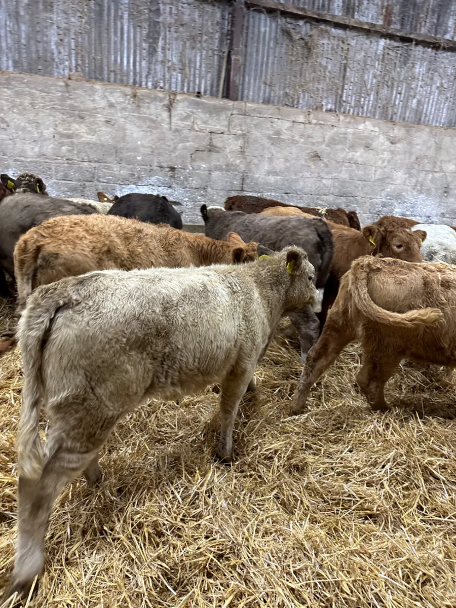 Charolais lim and Simmental heifers - Image 2