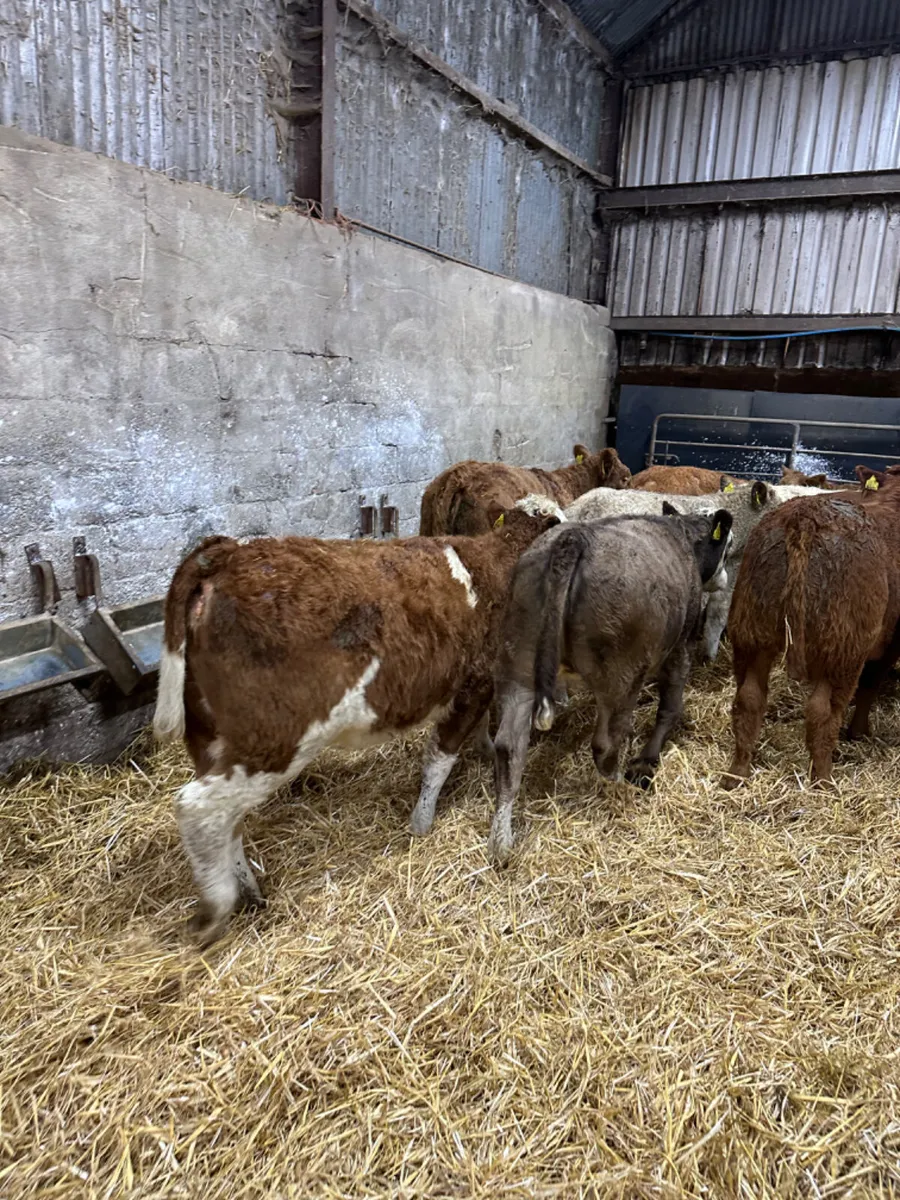 Charolais lim and Simmental heifers - Image 4