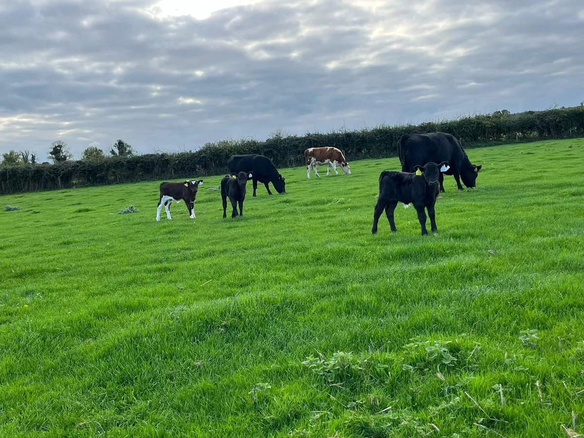Organic first time Calver  and calves at foot - Image 2