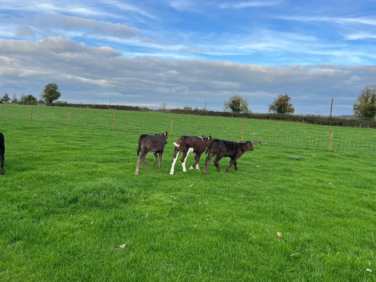 Organic first time Calver  and calves at foot - Image 3