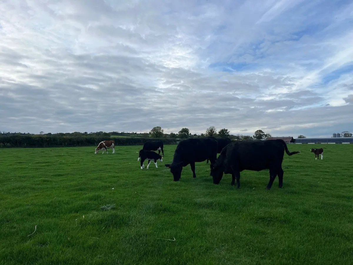 Organic first time Calver  and calves at foot - Image 4
