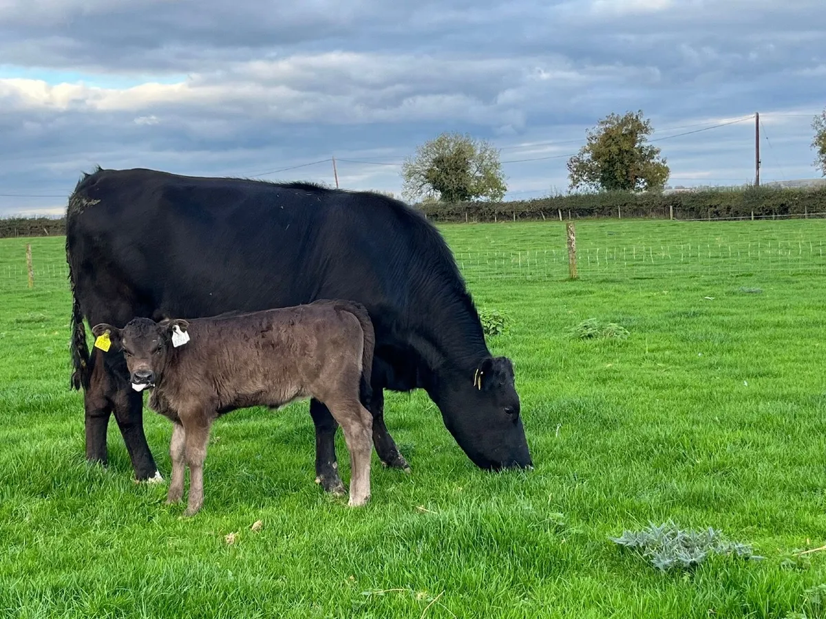Organic first time Calver  and calves at foot - Image 1