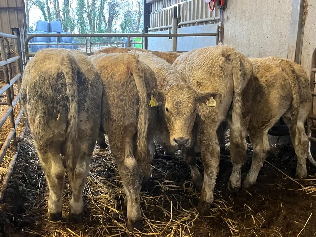 6 super 380 kg. Charlaois bullocks - Image 1