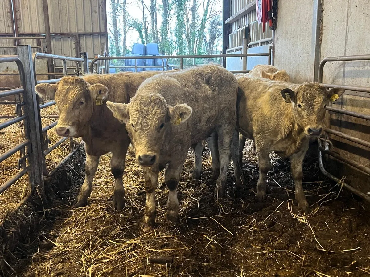 6 super 380 kg. Charlaois bullocks - Image 2