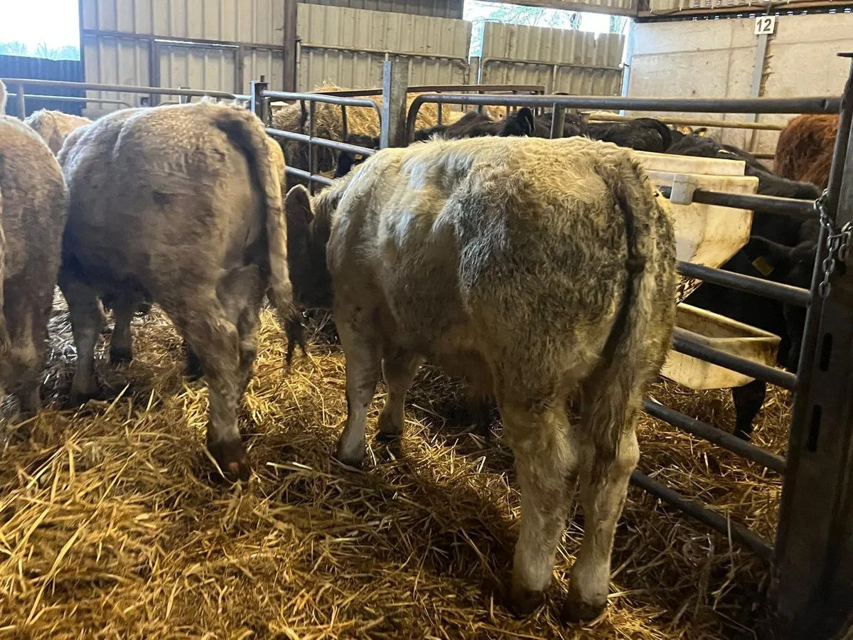 6 super 380 kg. Charlaois bullocks - Image 3