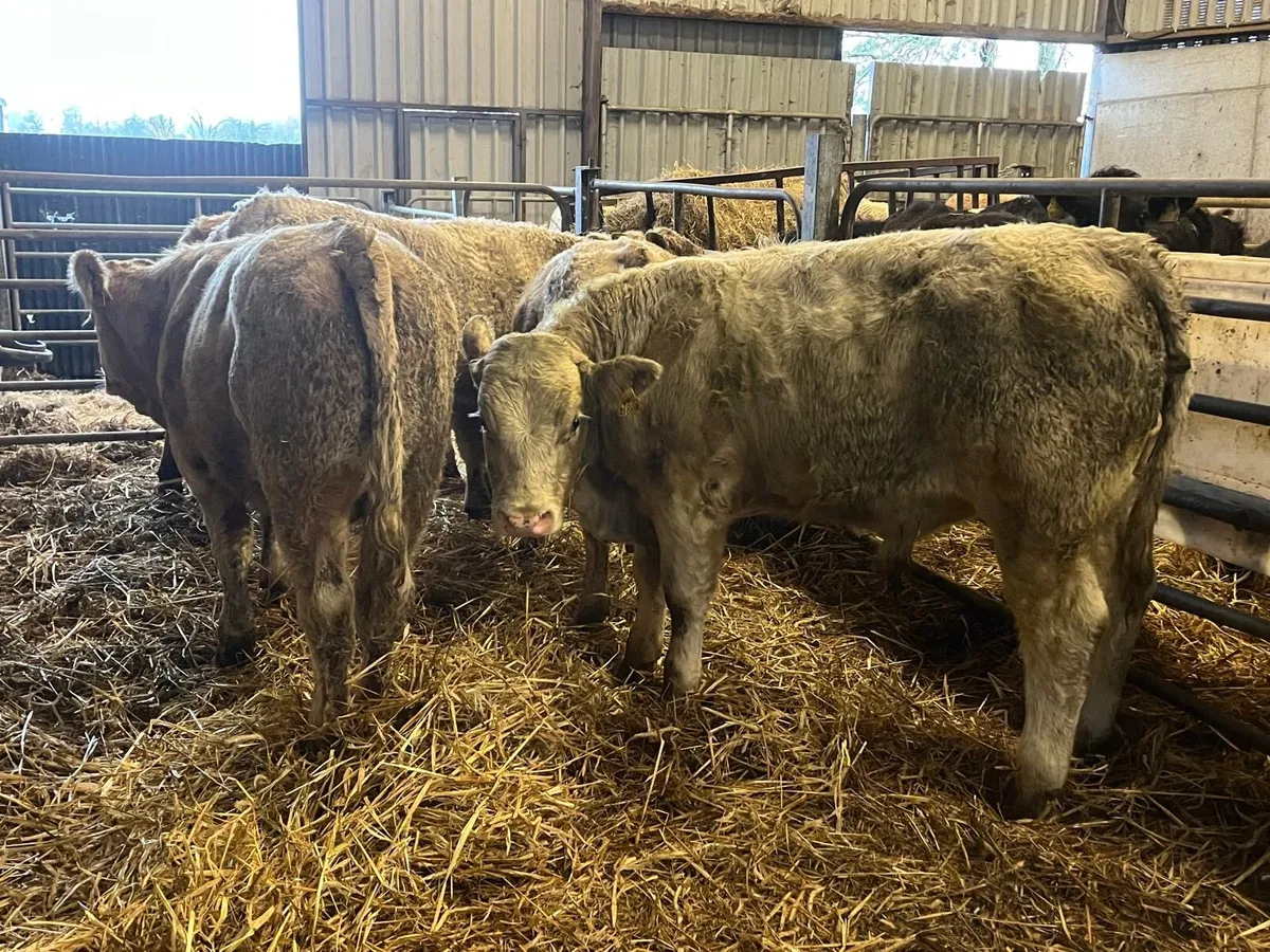 6 super 380 kg. Charlaois bullocks - Image 4