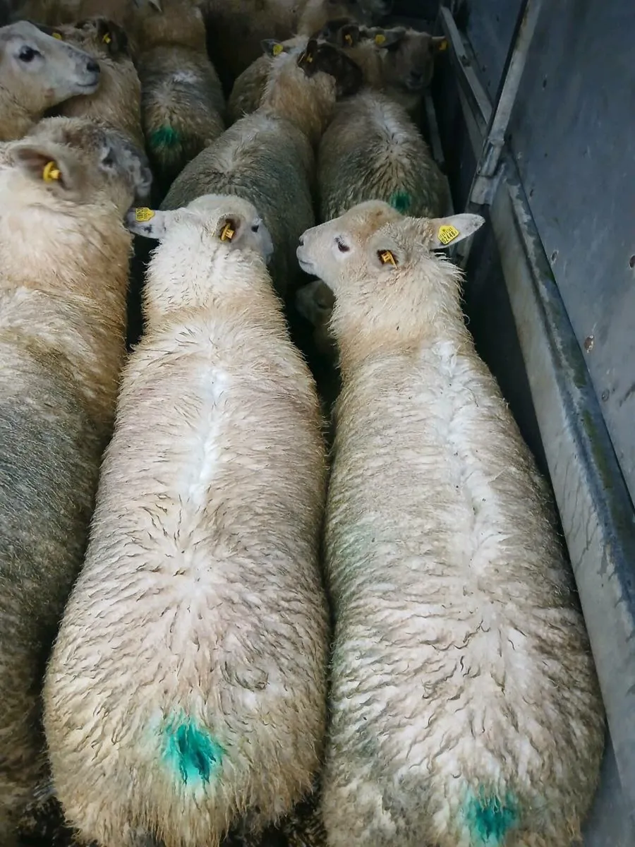 Store lambs - Image 2