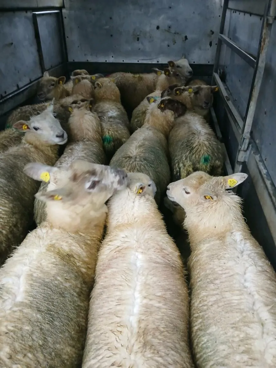 Store lambs - Image 3