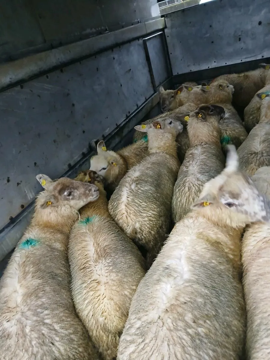 Store lambs - Image 4