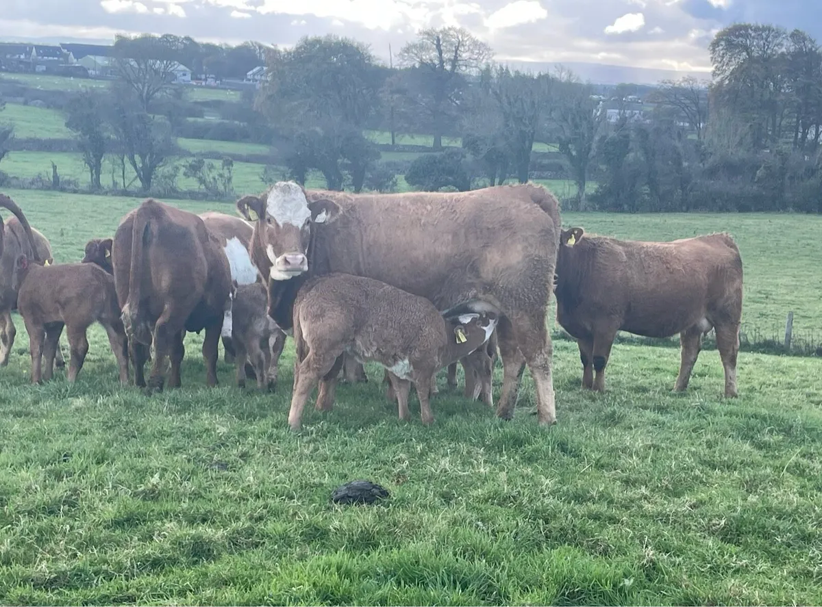 🌟The Cream of the Crop Sat 1st November 🌟 - Image 1