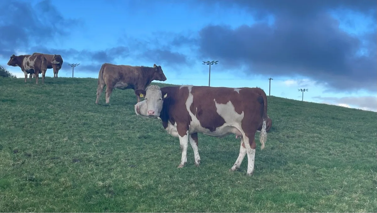 🌟The Cream of the Crop Sat 1st November 🌟 - Image 2