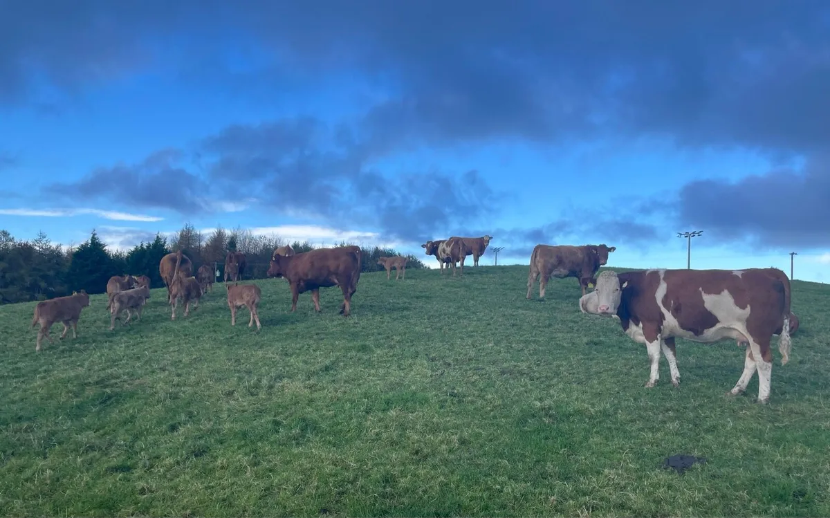 🌟The Cream of the Crop Sat 1st November 🌟 - Image 3