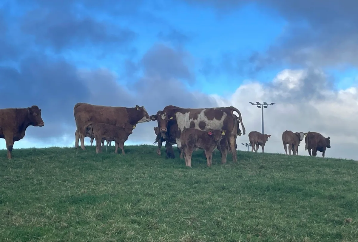 🌟The Cream of the Crop Sat 1st November 🌟 - Image 4