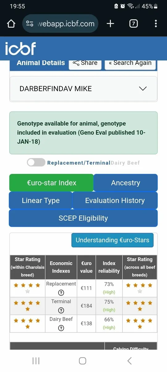 Charolais bull - Image 2