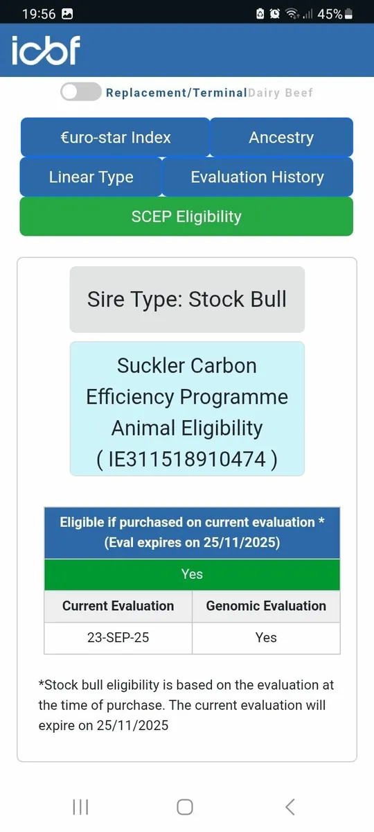 Charolais bull - Image 3