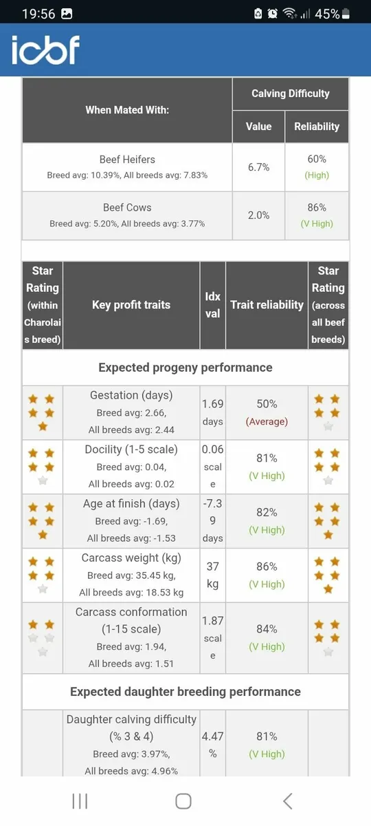 Charolais bull - Image 4