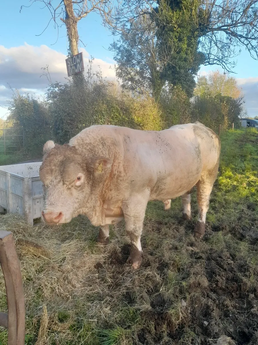 Charolais bull - Image 1