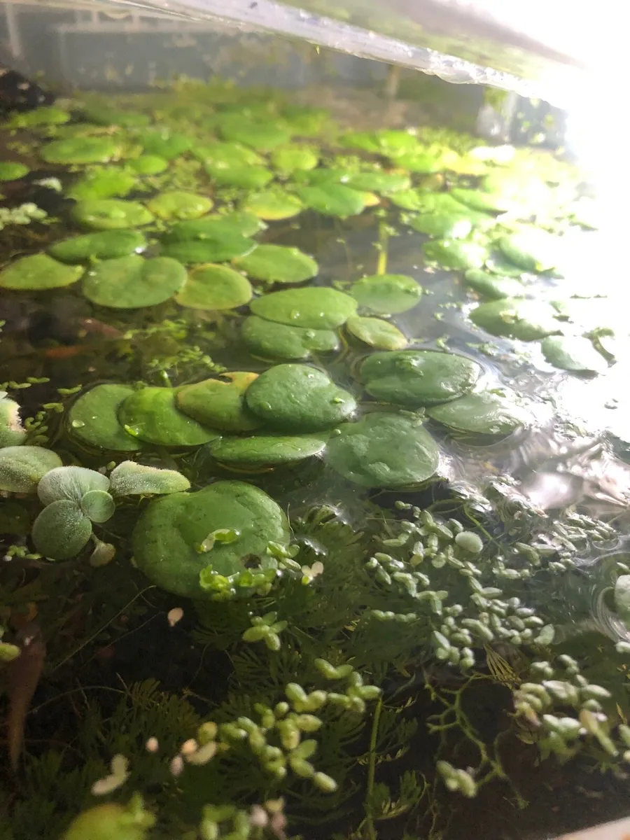 Live Aquarium plants - Image 3