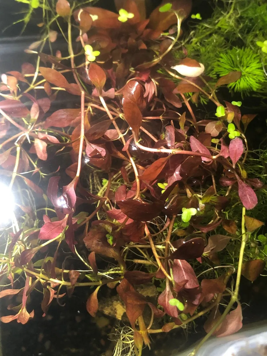 Live Aquarium plants - Image 4