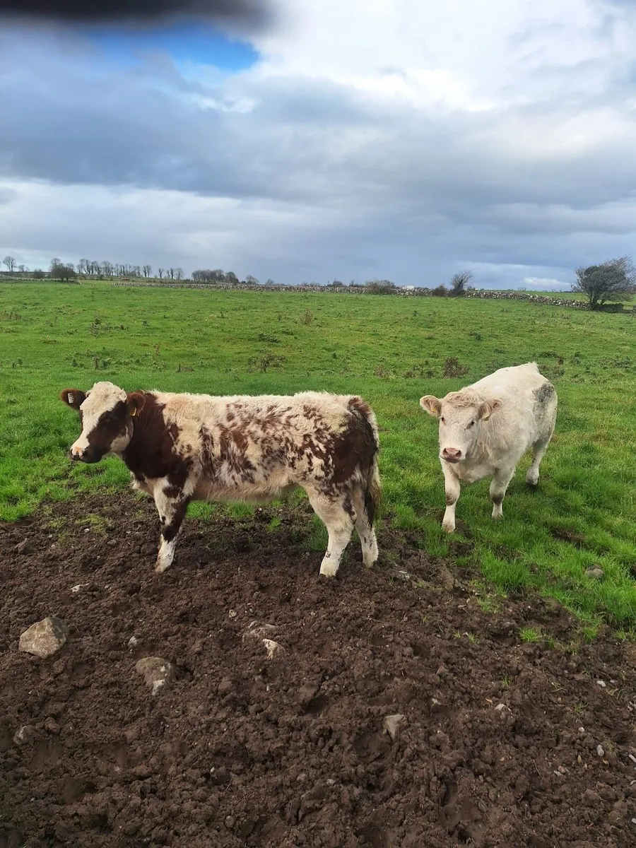 The Real Deal - Image 1