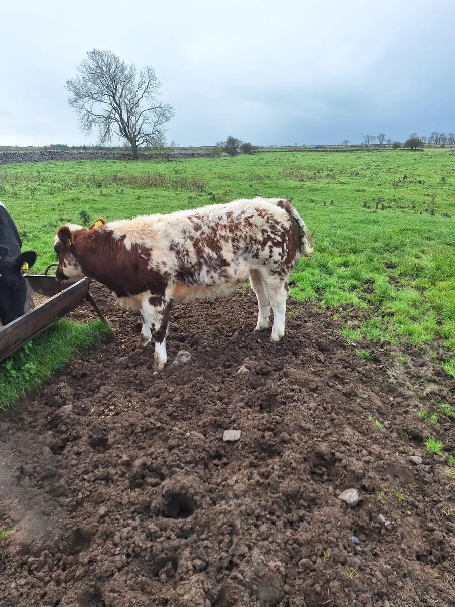 The Real Deal - Image 2