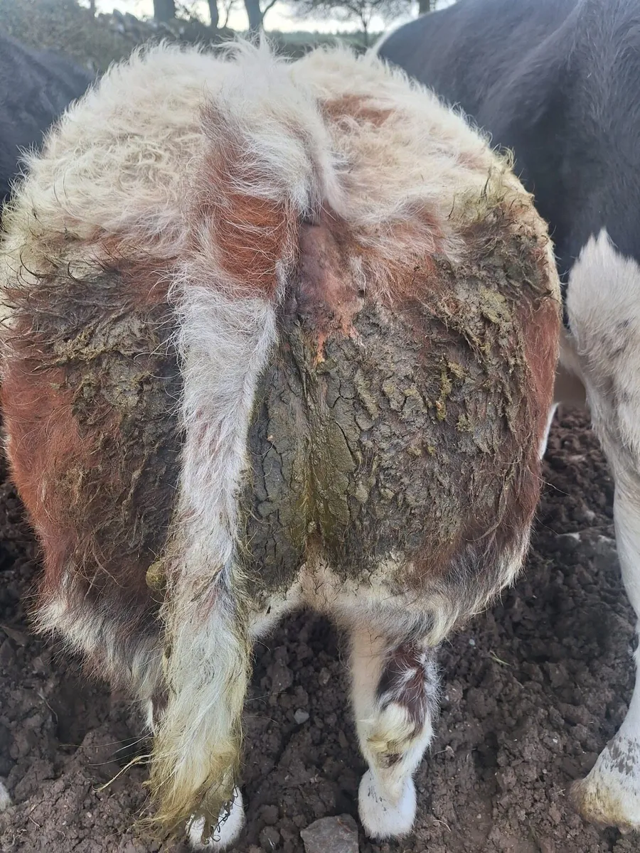 The Real Deal - Image 3